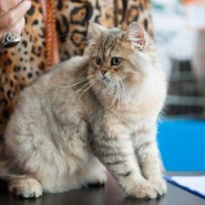 Международная выставка-продажа кошек «В гостях у Саффи» фотографии