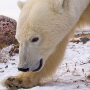«День белого медведя» в Этнографическом музее фотографии