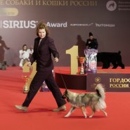 Выставка «Лучшие собаки России. Шоу чемпионов» фотографии