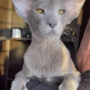 Фестиваль «Экзотические Ориенталы и Серенгети»2026 фотографии