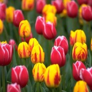 Выставка тюльпанов «Мечты о весне» фотографии