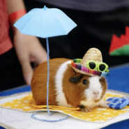 Выставка  «Зоошоу» март 2026 фотографии