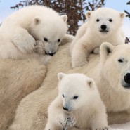 «День белого медведя» в Этнографическом музее фотографии