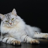 Фестиваль сибирских кошек фотографии