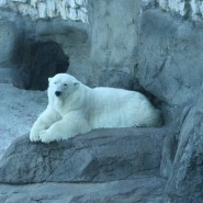 День белого медведя в Ленинградском зоопарке 2018 фотографии