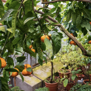 Фестиваль «Ботанический Новый год»2026 фотографии