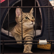 Благотворительный фестиваль «Путь домой» фотографии