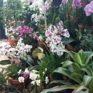 Выставка орхидей в Ботаническом саду 2016 фотографии