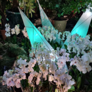 Выставка орхидей и бромелий «Осколки радуги» 2021/22 фотографии