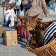 Всемирный день Петербургских котов 2019 фотографии