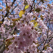 Фестиваль «Тайны Весеннего королевства-2026»  фотографии