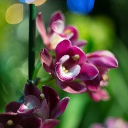 Выставка орхидей «Осколки радуги» в Ботаническом саду 2020 фотографии