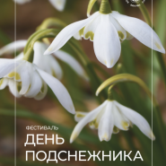 Фестиваль «День подснежника» 2025 фотографии