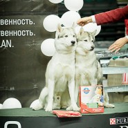 Шоу «Собаки мира» фотографии