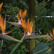 День всех влюбленных в Ботаническом саду Петра Великого 2026 фотографии