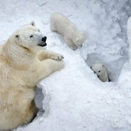 День Белого медведя на ледоколе Красин  2020 фотографии