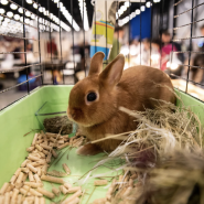 Выставка  «Зоошоу» март 2026 фотографии