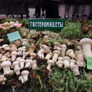 Выставка «Планета грибов» фотографии