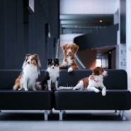 Выставка «Город собак» 2020 фотографии