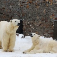 День Белых медведей в Ленинградском зоопарке 2020 фотографии