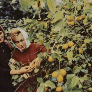 Выставочный проект «Лицевая сторона. Цветная фотооткрытка в СССР 1950–1970-х годов» фотографии