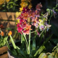 Выставка орхидей «Осколки радуги» 2018 фотографии