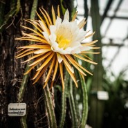 Экскурсия «Битва цариц» в Ботаническом саду 2017 фотографии