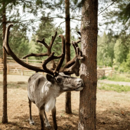 Знакомство с Карелией: хаски, олени, водопады и мраморный каньон Рускеала фотографии