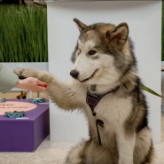 Семейный праздник – «Твоя очередь вилять хвостом» ТРЦ Охта Молл фотографии