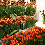 Выставка тюльпанов «Мечты о весне: путешествие в Голландию» фотографии