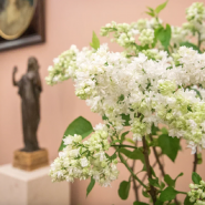 В Александровском дворце цветет сирень в феврале 2022 фотографии