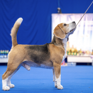 Выставка «Город собак» фотографии