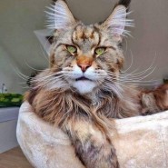 Фестиваль Мейн-Кунов фотографии