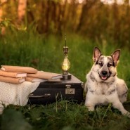 Благотворительный фотопроект о бездомных животных «Я буду твоим лучшим другом» фотографии