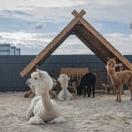 Открытие парка альпак «Пача Мама» фотографии