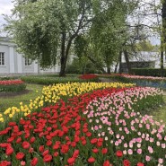 Фестиваль тюльпанов на Елагином острове 2026 фотографии