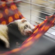 Фестиваль Хорьков фотографии