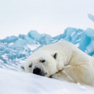 Выставка «Первозданная Россия» в Росфото лето 2022 фотографии