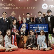 Выставка «Лучшие собаки России. Шоу чемпионов» фотографии