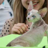 Фестиваль породистых животных «ЛапЛандия» фотографии