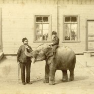 Выставка «Фотографическая летопись царскосельской жизни. Конец XIX – начало XX века» фотографии
