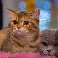 Фестиваль породистых животных «ЛапЛандия» в ТРК «Парк Молл» фотографии