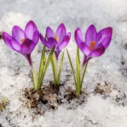 Концерт «Весеннее настроение» фотографии