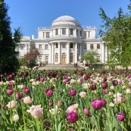 Фестиваль тюльпанов на Елагином острове-2022 фотографии