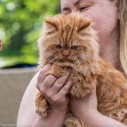 Фестиваль породистых животных «ЛапЛандия» фотографии