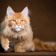 Фестиваль Мейн-Кунов фотографии