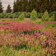 Выставка живописи Евгения Ромашко фотографии
