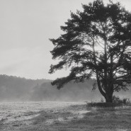 Выставка «Платина» фотографии