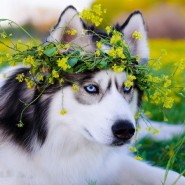 Фестиваль Хаски фотографии