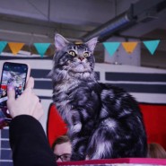 Фестиваль Мейн-Кунов фотографии